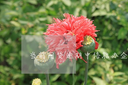 当前网贷逾期中信能办企业贷吗 当前网贷逾期中信能办企业贷吗