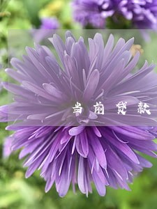 当前贷款逾期的多嘛 当前贷款逾期的多嘛
