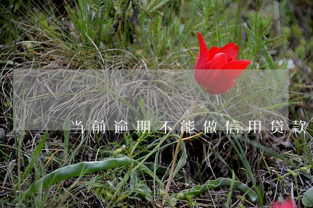 当前逾期不能做信用贷款 当前逾期不能做信用贷款