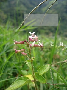 当前逾期已经处理如何贷款 当前逾期已经处理如何贷款