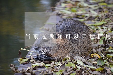 当前逾期还可以申请信用卡吗