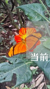 当前逾期还能申请信用卡吗