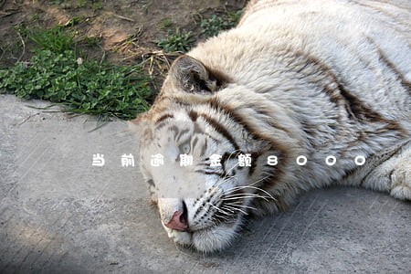 当前逾期金额8000