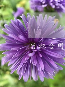 当地合同履行律师收费 当地合同履行律师收费