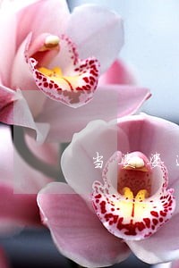 当婆婆遇到妈协议离婚 当婆婆遇到妈协议离婚