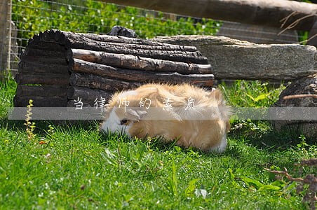 当律师的素质 当律师的素质
