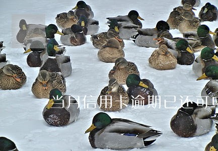 当月信用卡逾期已还可申请房贷 当月信用卡逾期已还可申请房贷