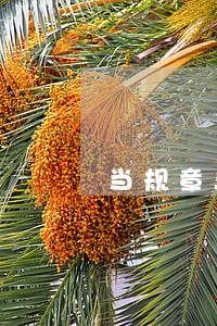 当规章与法规冲突时