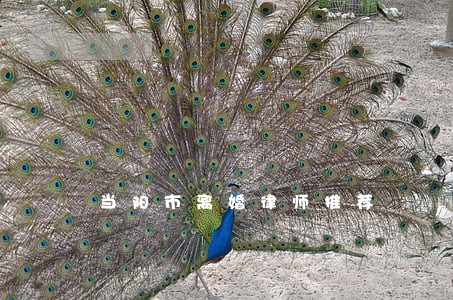 当阳市离婚律师推荐 当阳市离婚律师推荐