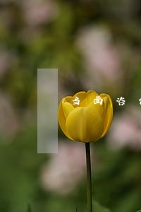当面咨询律师要钱吗 当面咨询律师要钱吗