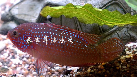 录像算违法吗 录像算违法吗