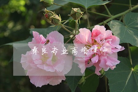 彝良专业离婚律师
