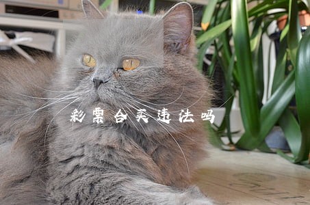 彩票合买违法吗 彩票合买违法吗