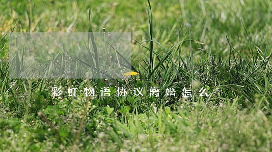 彩虹物语协议离婚怎么 彩虹物语协议离婚怎么