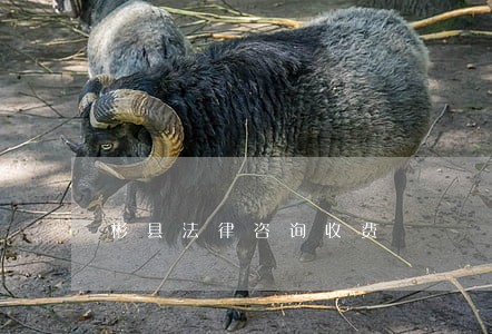 彬县法律咨询收费