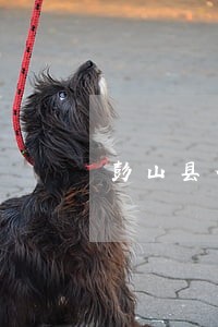 彭山县合同事务在线律师