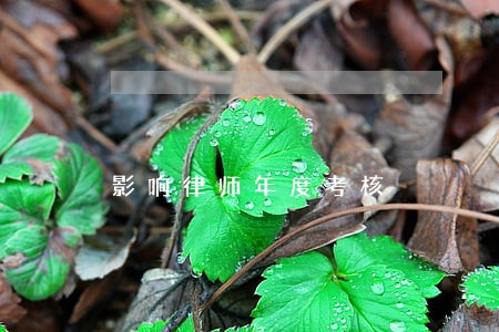 影响律师年度考核