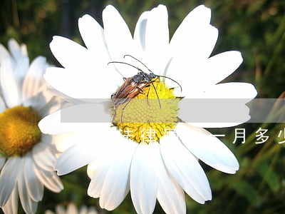 影视法律顾问一月多少钱 影视法律顾问一月多少钱