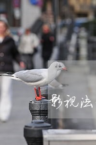 影视法律顾问合作方案 影视法律顾问合作方案