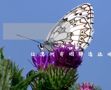 往澳洲寄烟弹违法吗 往澳洲寄烟弹违法吗
