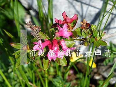 征两条逾期记录申请卡