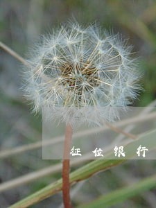 征位银行信用卡逾期会降额吗
