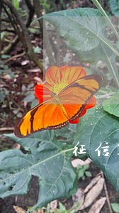 征信17年逾期四个月