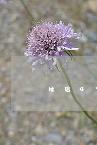 征信4个账户一个月连续逾期2月