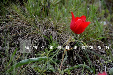 征信4年前有逾期怎么分期买车 征信4年前有逾期怎么分期买车