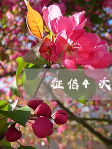 征信4次逾期买房 征信4次逾期买房