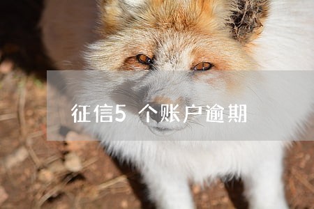征信5个账户逾期 征信5个账户逾期