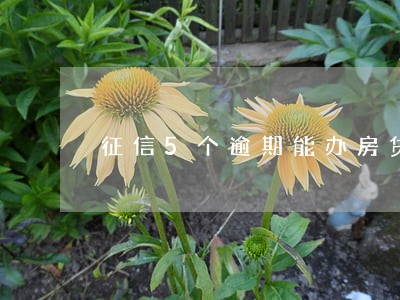 征信5个逾期能办房贷么 征信5个逾期能办房贷么