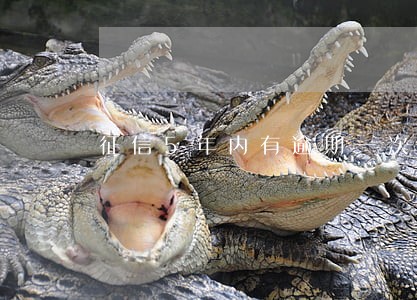 征信5年内有逾期一次记录 征信5年内有逾期一次记录