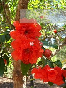 征信5年内逾期5次公积金 征信5年内逾期5次公积金