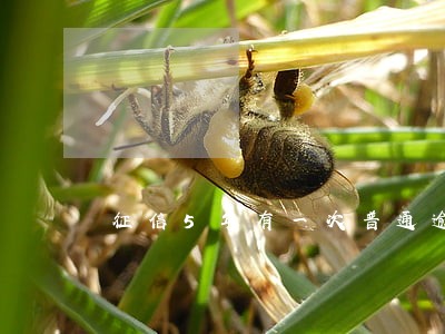 征信5年有一次普通逾期 征信5年有一次普通逾期