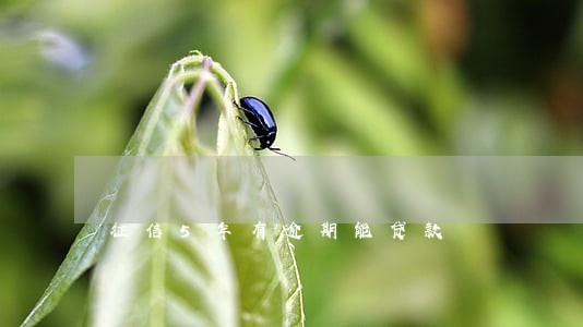 征信5年有逾期能贷款