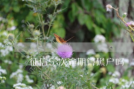 征信5次逾期算黑户吗 征信5次逾期算黑户吗