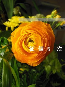 征信5次逾期能办车贷吗 征信5次逾期能办车贷吗