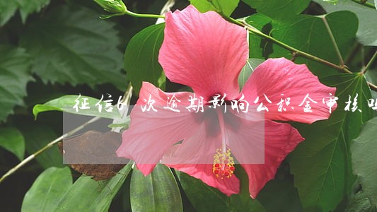 征信6次逾期影响公积金审核吗 征信6次逾期影响公积金审核吗