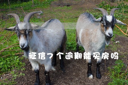 征信7个逾期能买房吗 征信7个逾期能买房吗