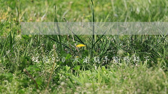 征信90天逾期车贷照样下 征信90天逾期车贷照样下