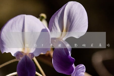 征信9年逾期影响买房吗 征信9年逾期影响买房吗