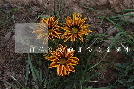 征信9次逾期贷款金额小 征信9次逾期贷款金额小