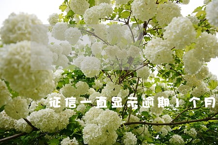 征信一直显示逾期1个月 征信一直显示逾期1个月