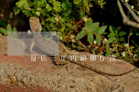 征信三年内逾期6次 征信三年内逾期6次