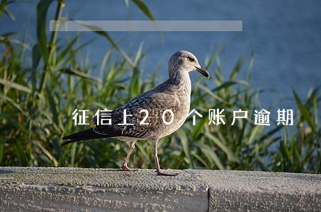 征信上20个账户逾期