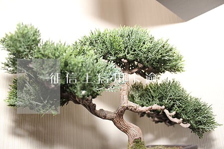 征信上信用卡逾期金额显示0元 征信上信用卡逾期金额显示0元