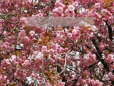 征信上显示逾期1322元