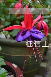 征信上显示逾期超过60天 征信上显示逾期超过60天
