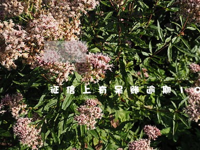 征信上有呆账逾期10年贷款 征信上有呆账逾期10年贷款